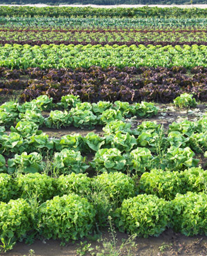 artichoke crops